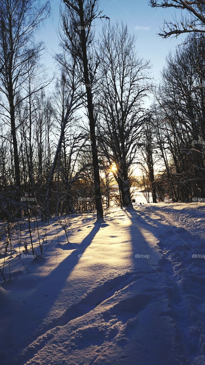Bare trees in the park during winter
