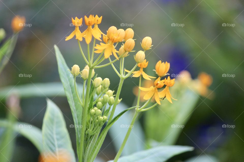 Pretty Yellow Flowers