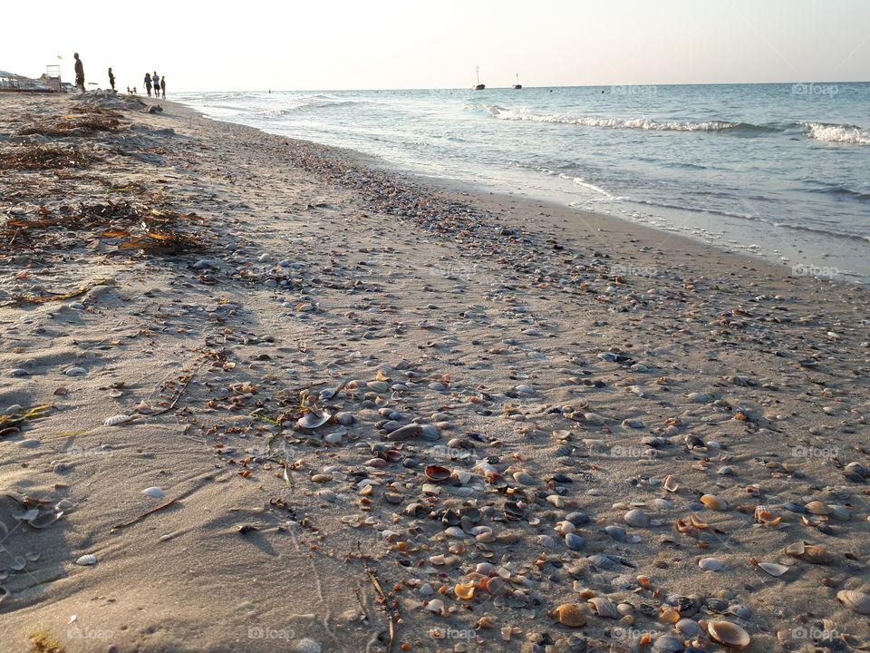 Coast with shells in the morning