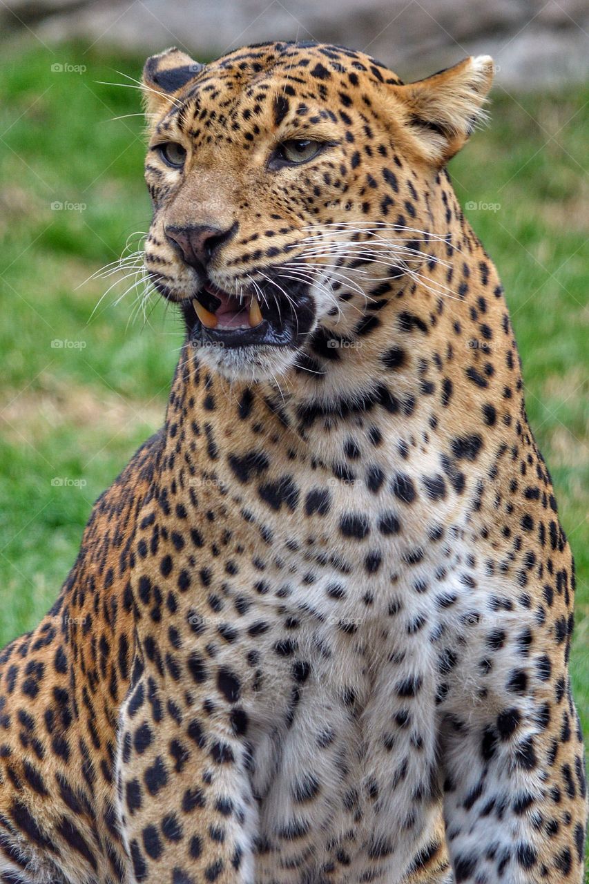 Leopardo, Bioparc (Valencia - Spain)