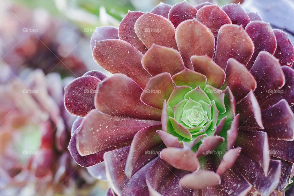 At the Heart of a Succulent