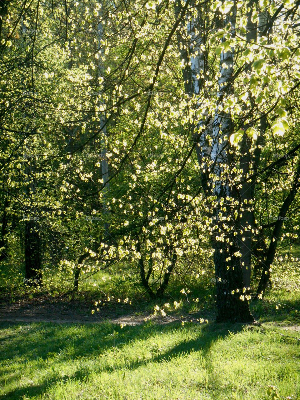 Tree, Leaf, Nature, Landscape, Season