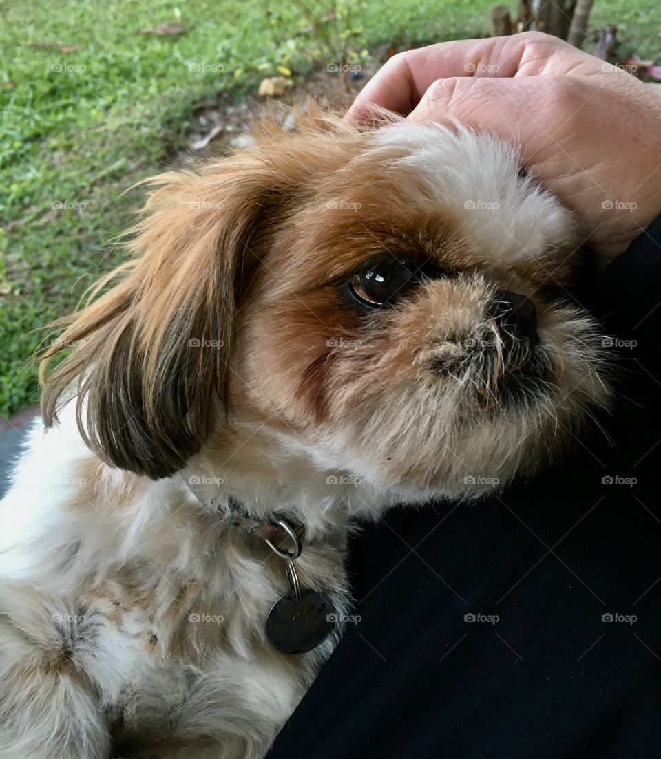 O olhar bucólico da cachorrinha no final de tarde de domingo. Acontece só com os animais tal situação?