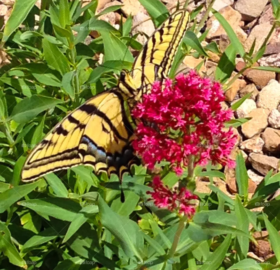 Butterfly #4