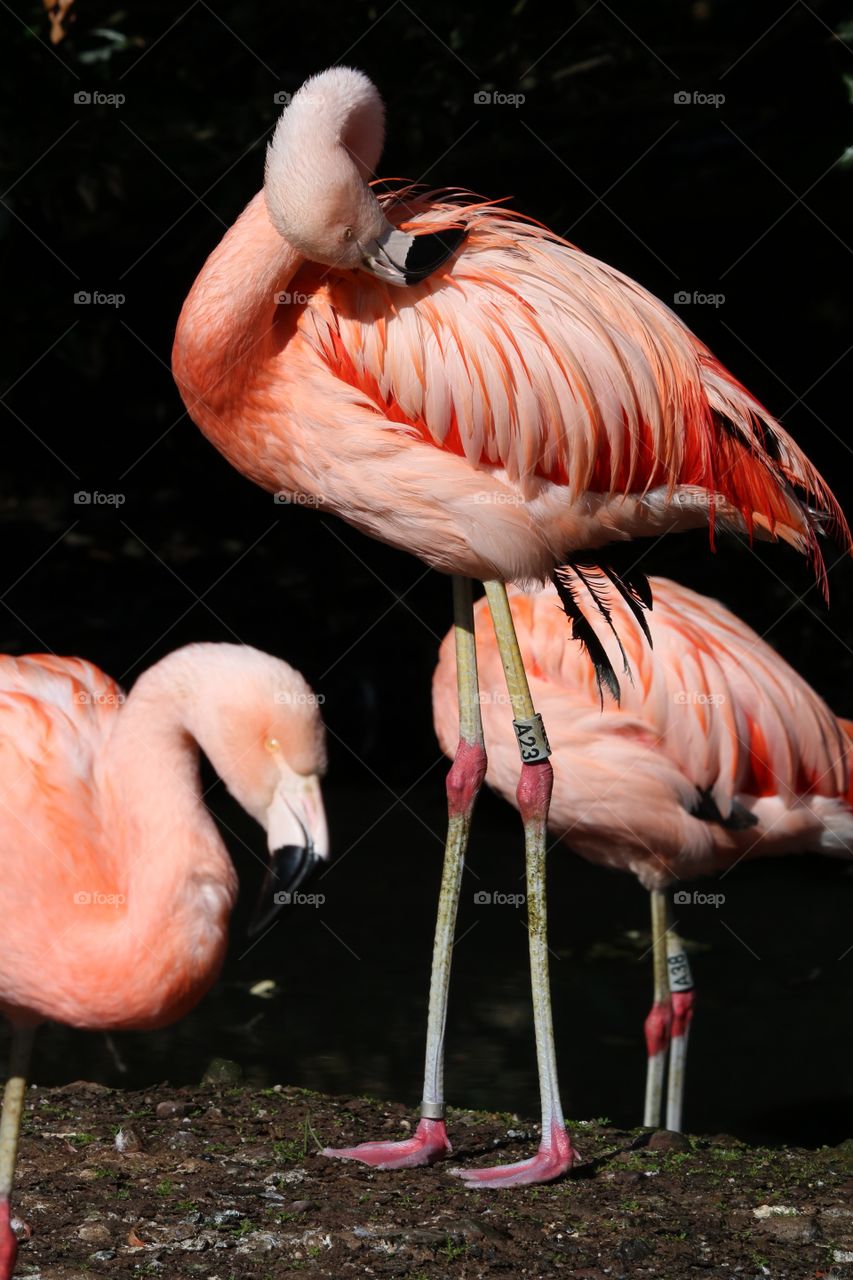 flamingos