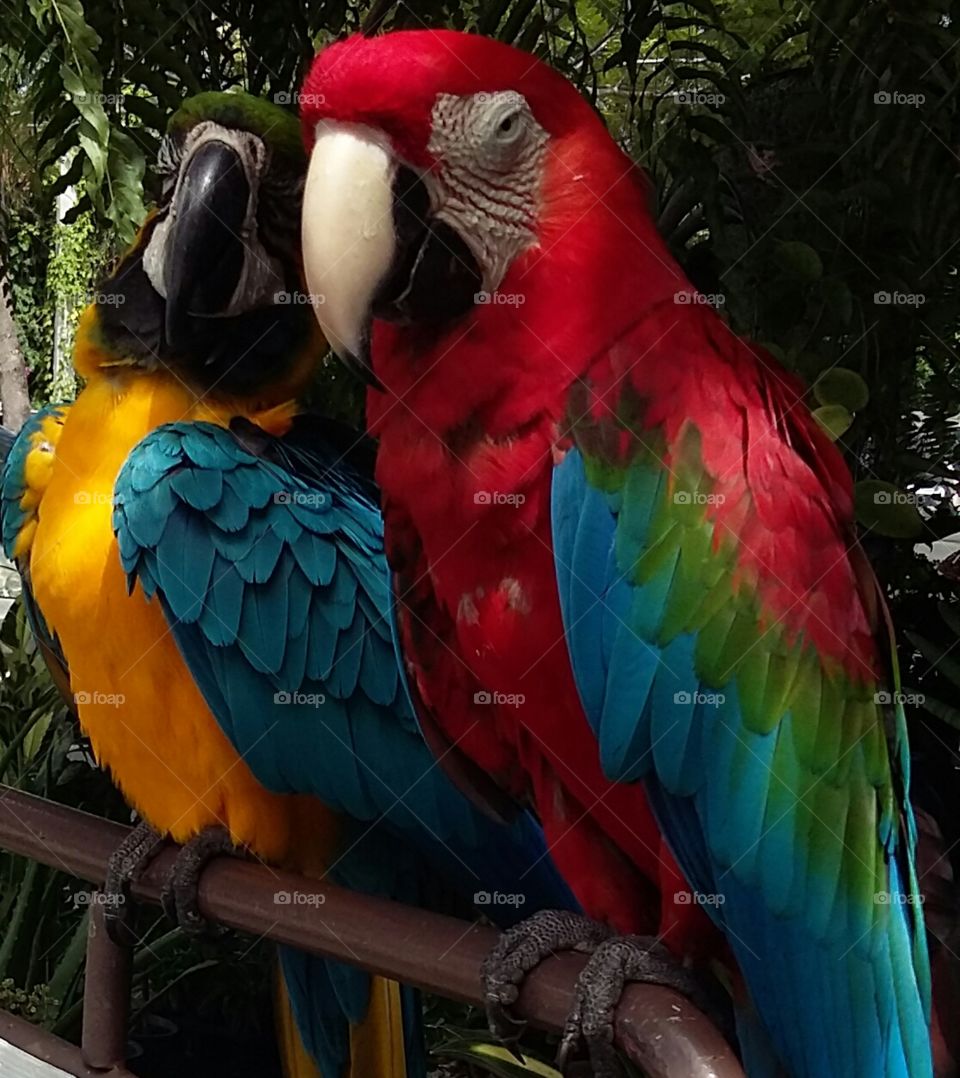 macaw pair