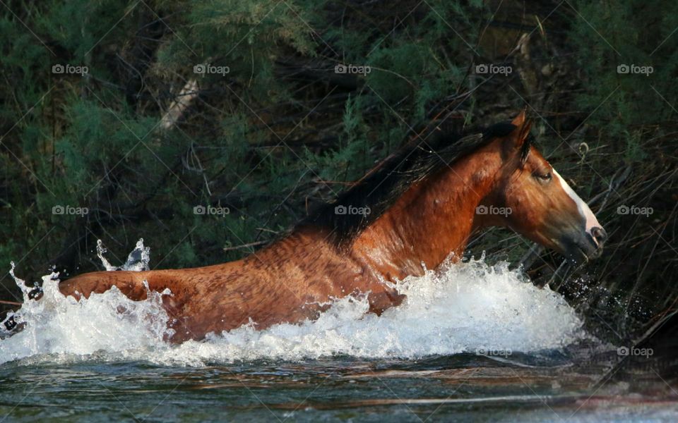 Wild Stallion Making a Splash