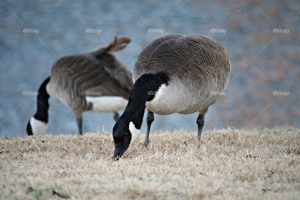 Geese eating