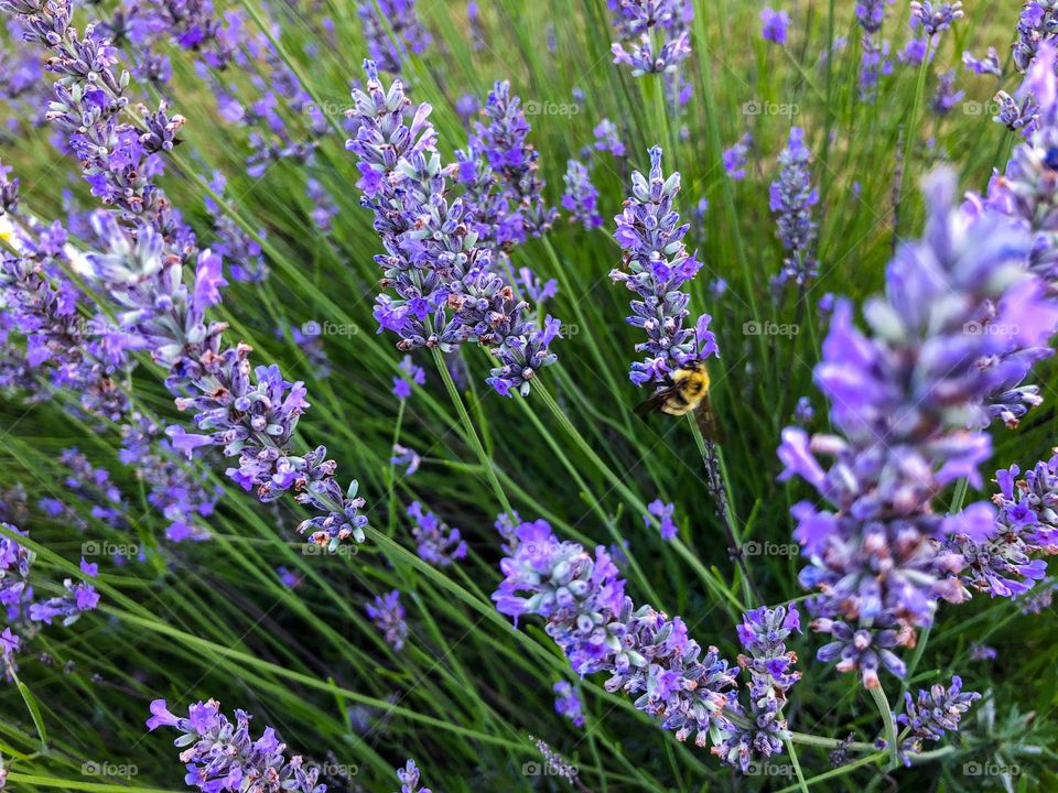 Bee on some lavender bush
