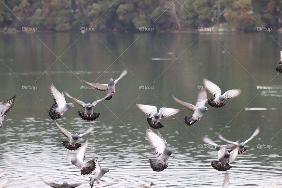 Pigeons flying above the water 