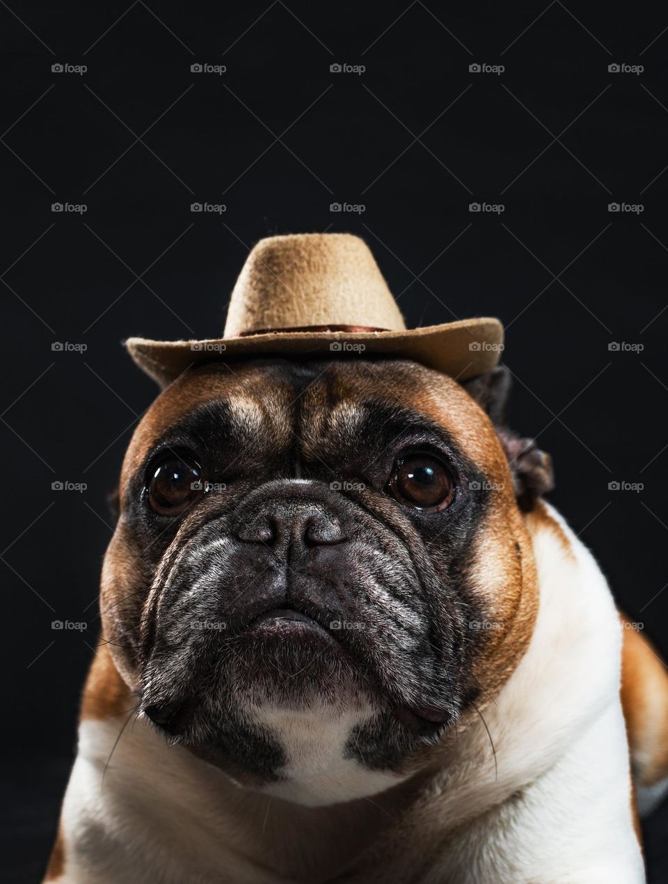 "Am I a cowboy or a cowdog?
Either way,  my adorable face and little heat will melt your heart!"