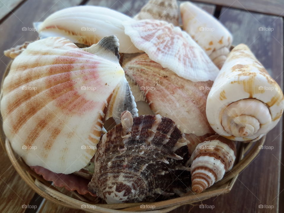 Sea shells variety