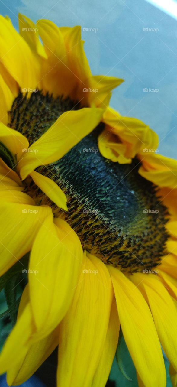 Symbol of a world free of nuclear weapons (sunflower)