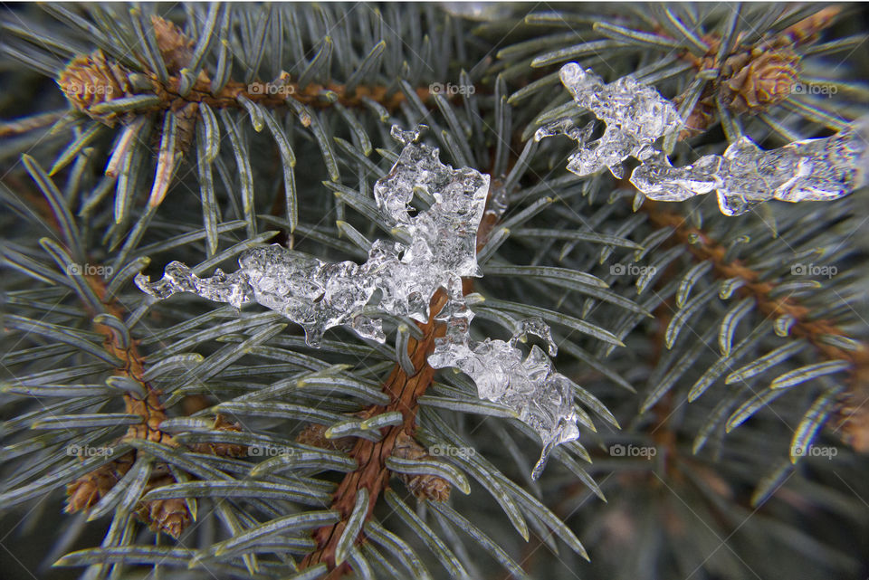Pine and Ice