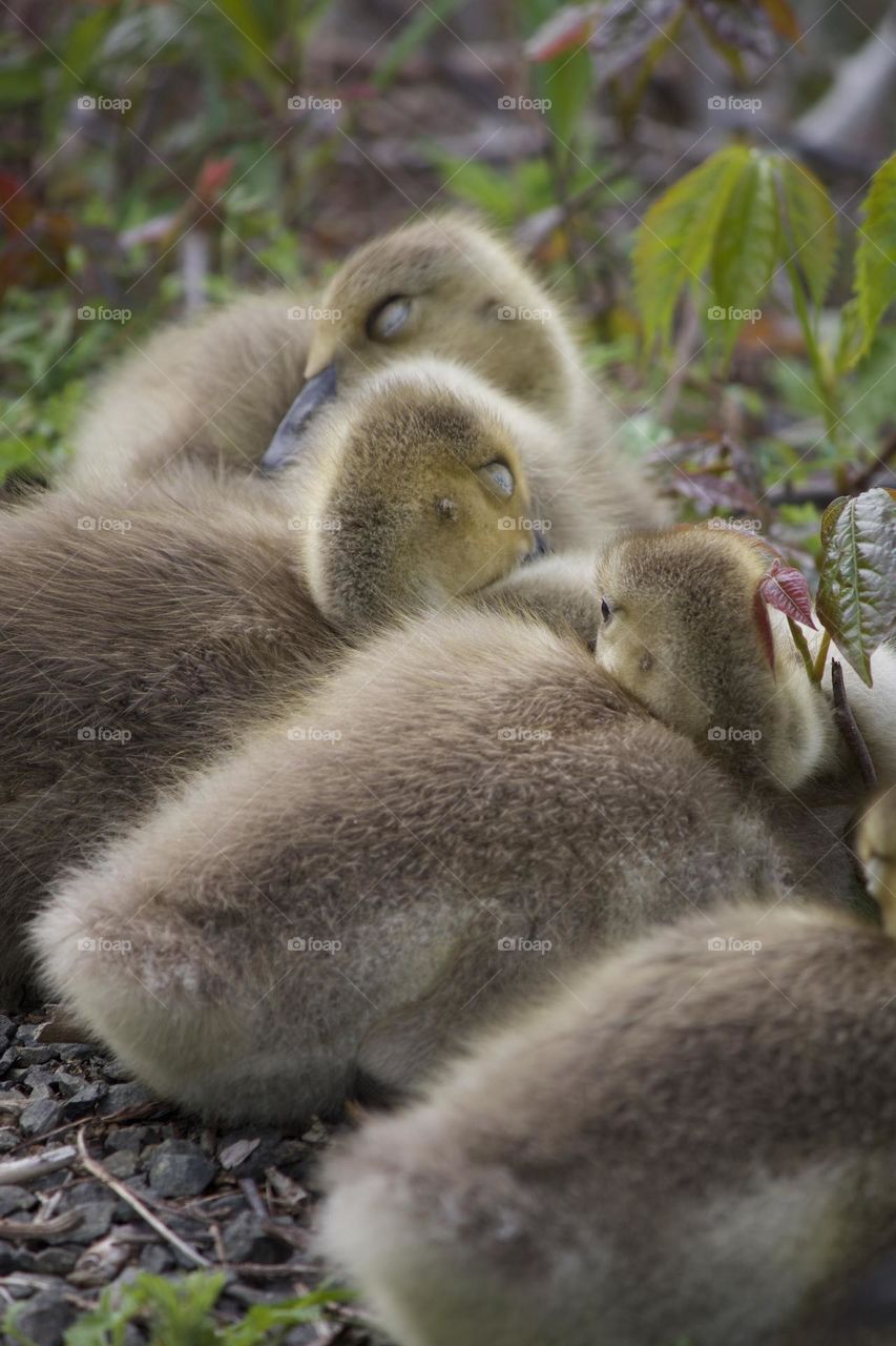 Sleepy goslings 