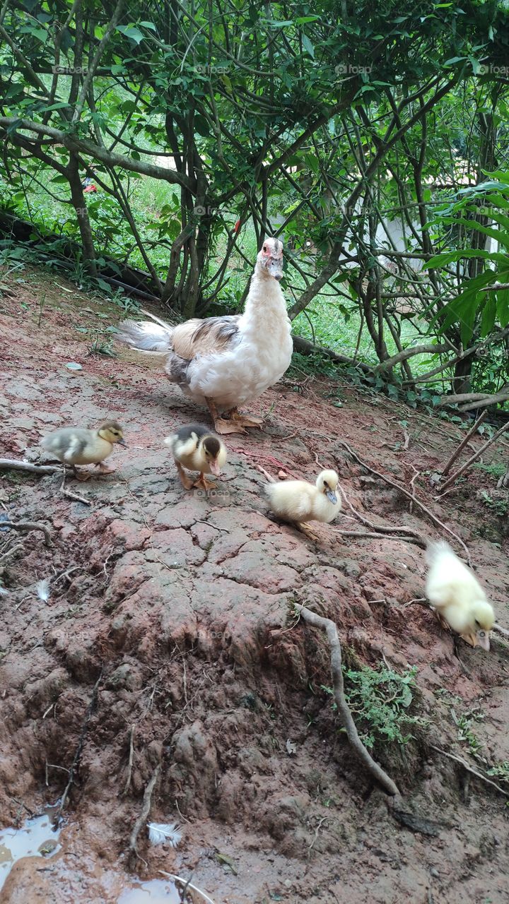 pato com filhotes