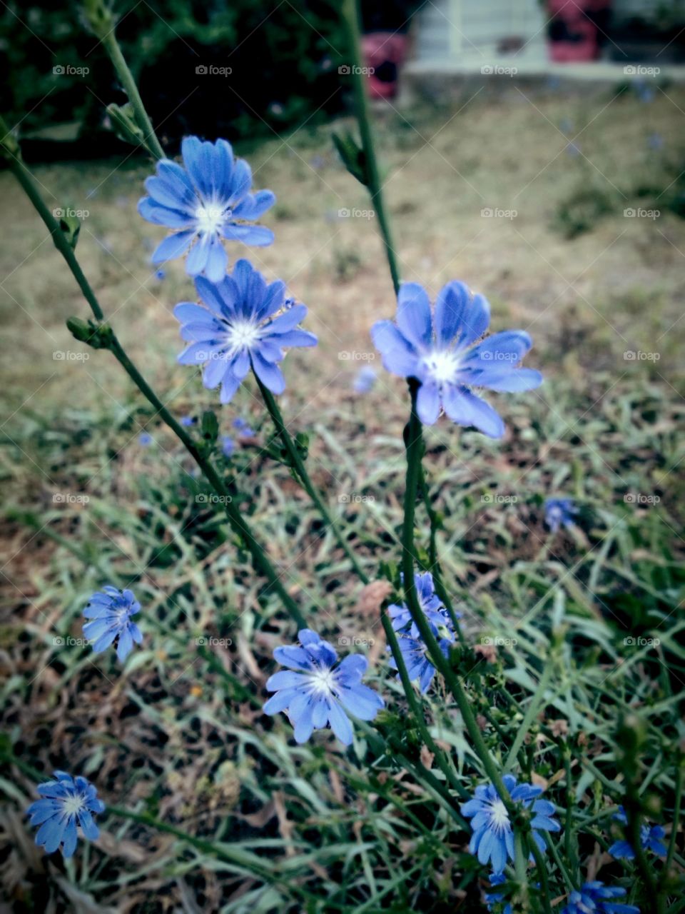 Chicory at dawn...