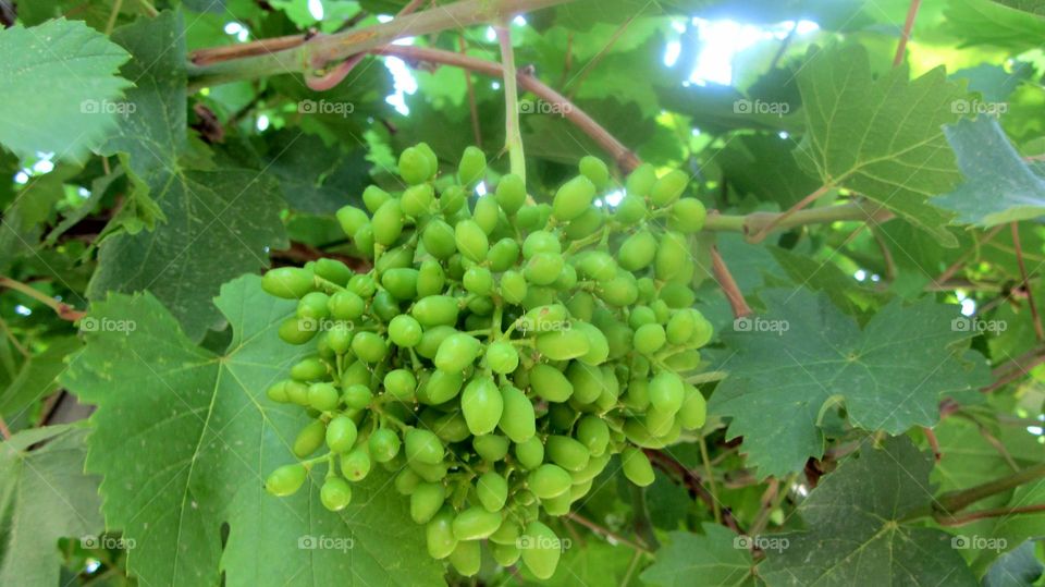 Green grapes