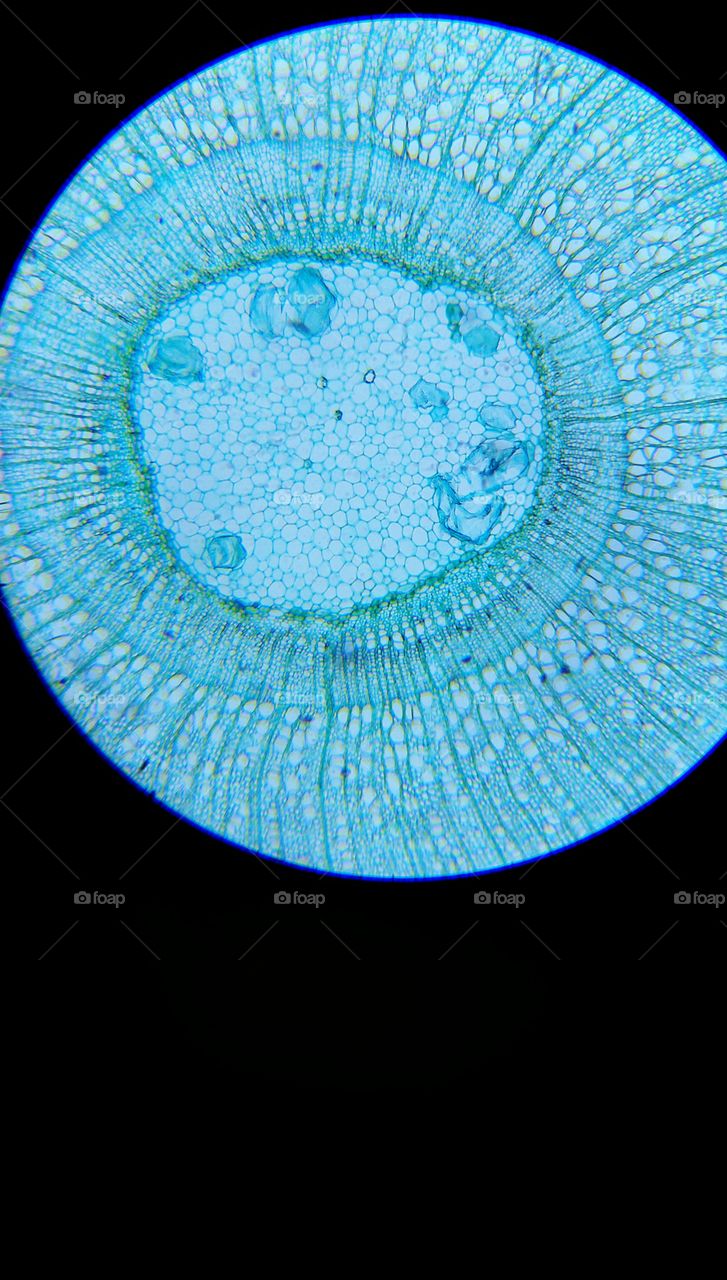 Microscopic Plant