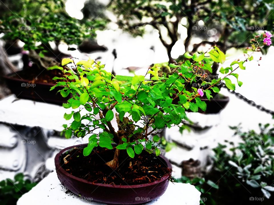 Knowledge Creativity Strategy Advocacy