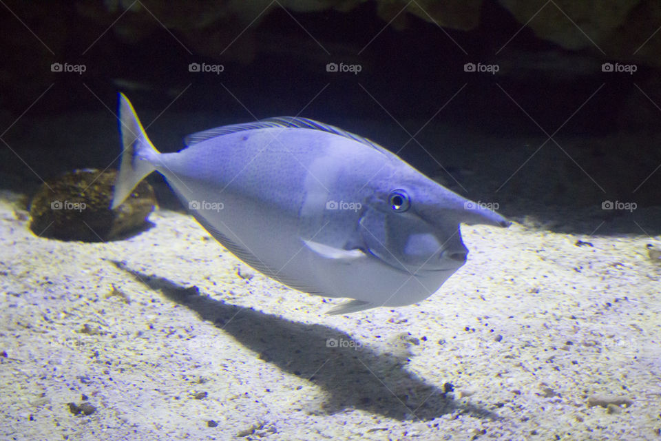 Close-up of a fish swimming in water