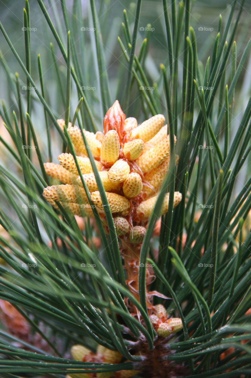 plant cone pine needles by kshapley