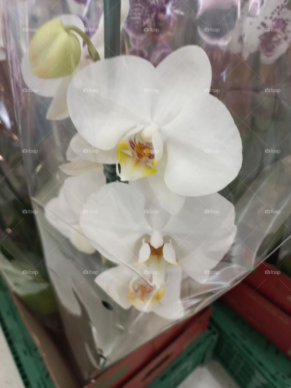 As orquídeas simbolizam  a beleza, sedução  e paixão, elas permitem criar um ambiente  belo, pacífico  e harmonioso para se viver