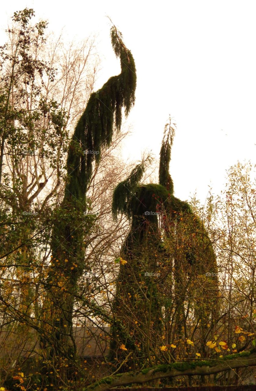 peacock shaped trees