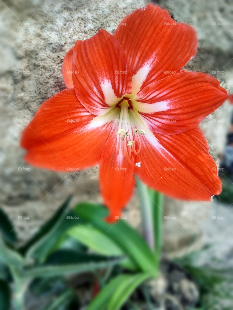 hippeastrum beautiful flowers