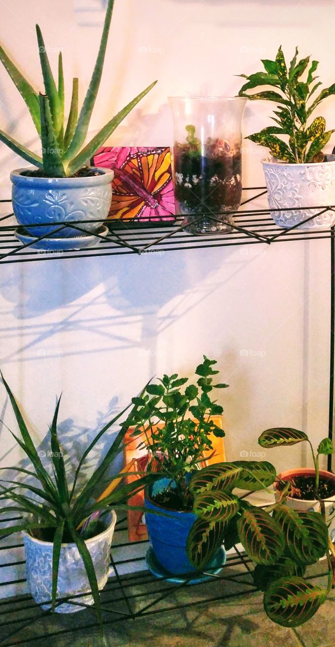 a mix of houseplants