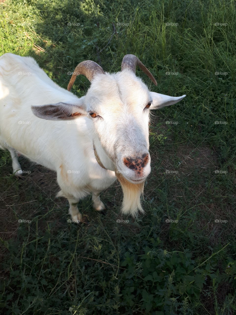 White goat portrait