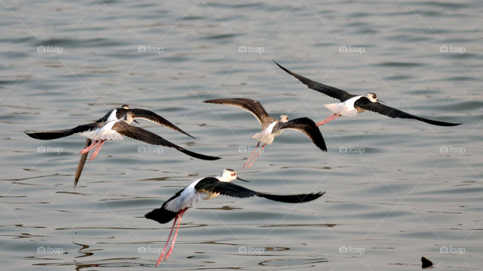 Black Winged Stilt