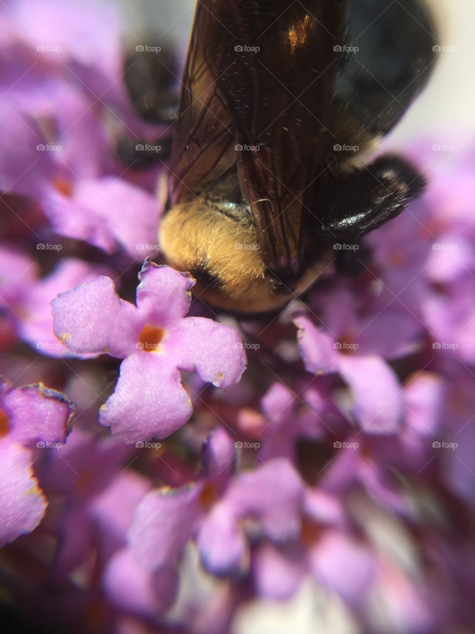 Bumblebee in purple flower