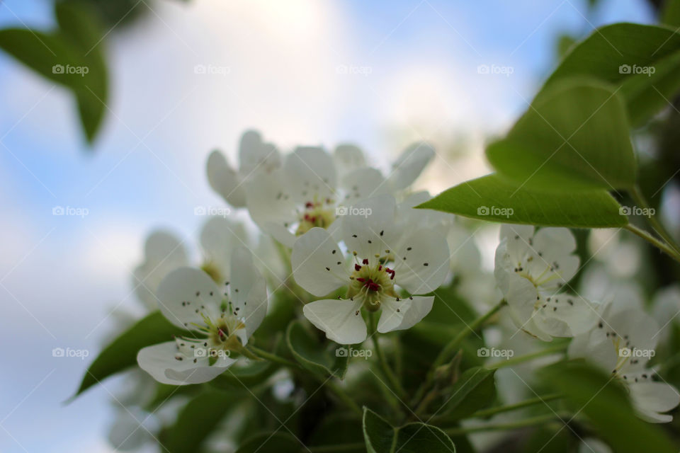 Pear tree blossom