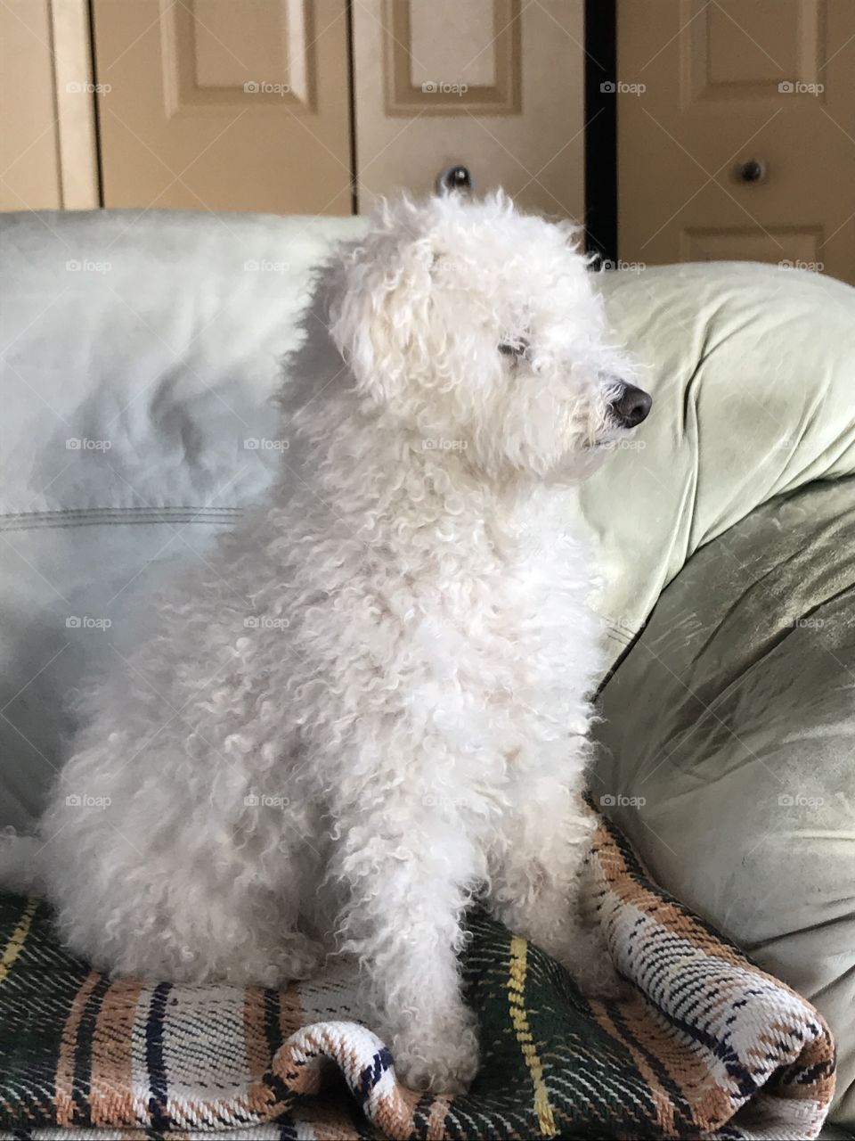 An adorable white curly furred dog is looking to the side of the camera. It’s sitting straight on a leather couch. 