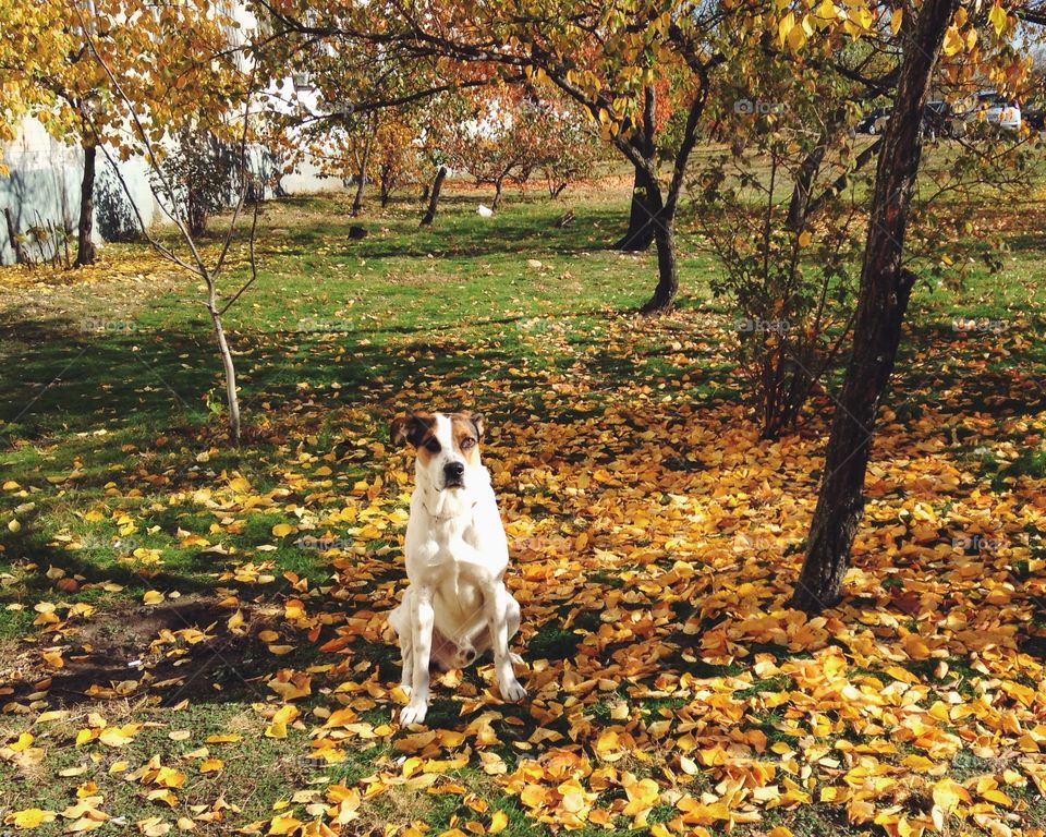 Dog, Fall, Canine, Leaf, Pet