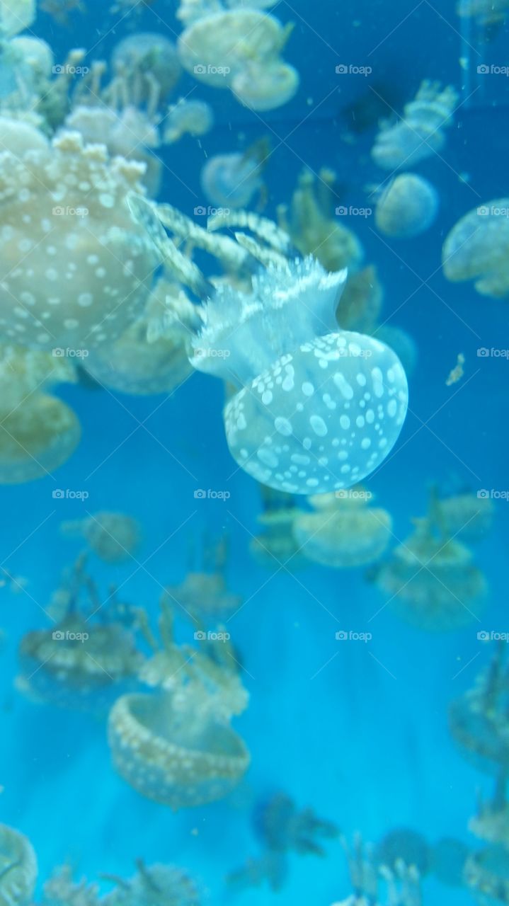 Jellyfish. Beauty and simple.