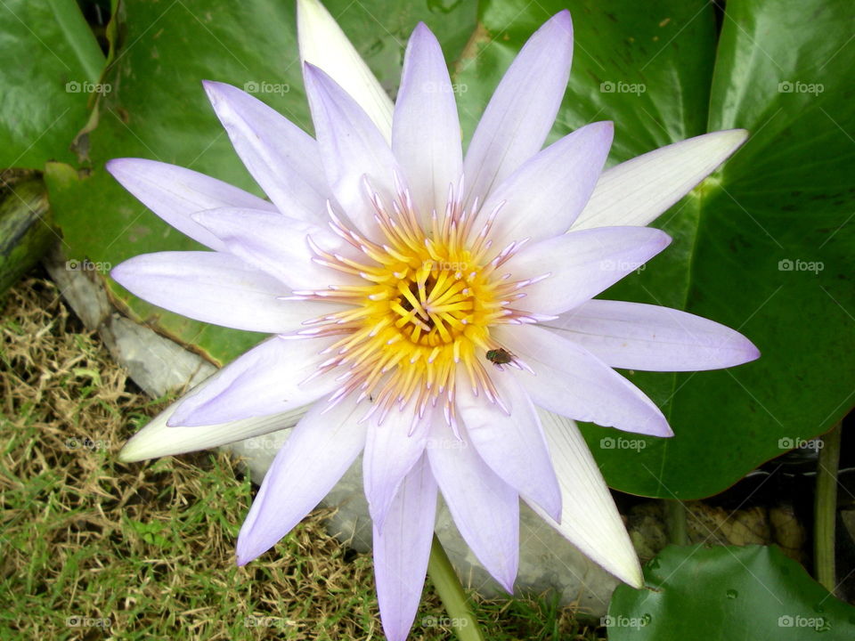 Large white lotus flower with yellow centre
