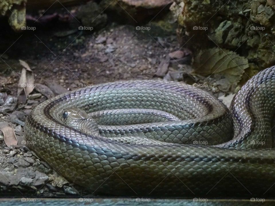 Snake