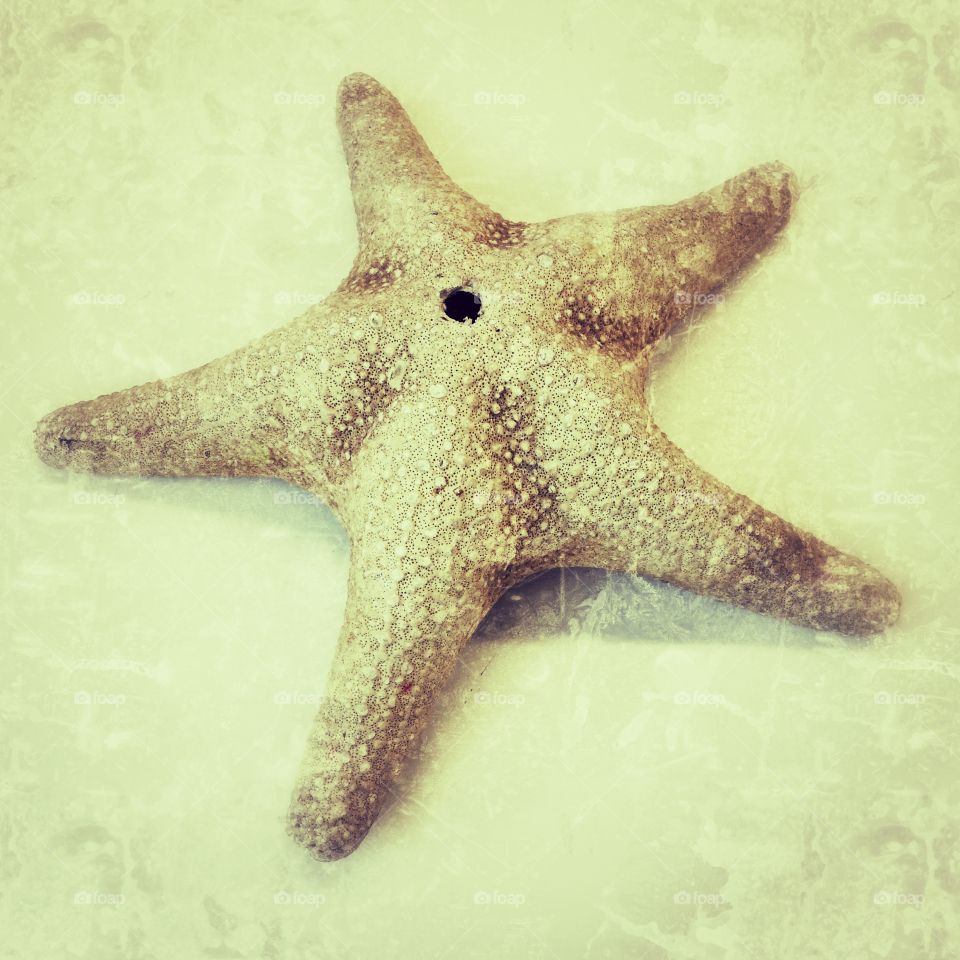 Starfish, Echinoderm, Fish, Underwater, Winter