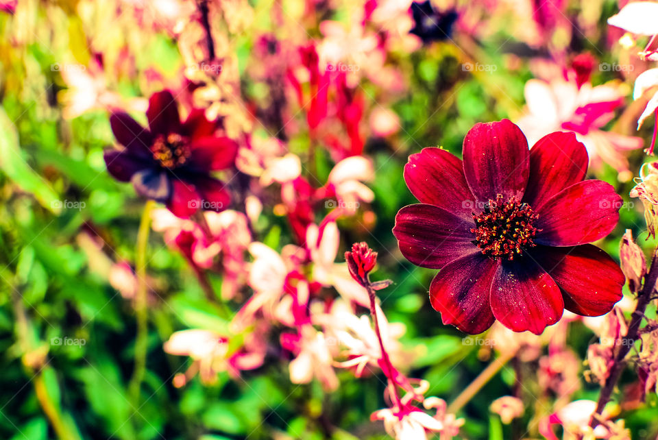 Garden flowers