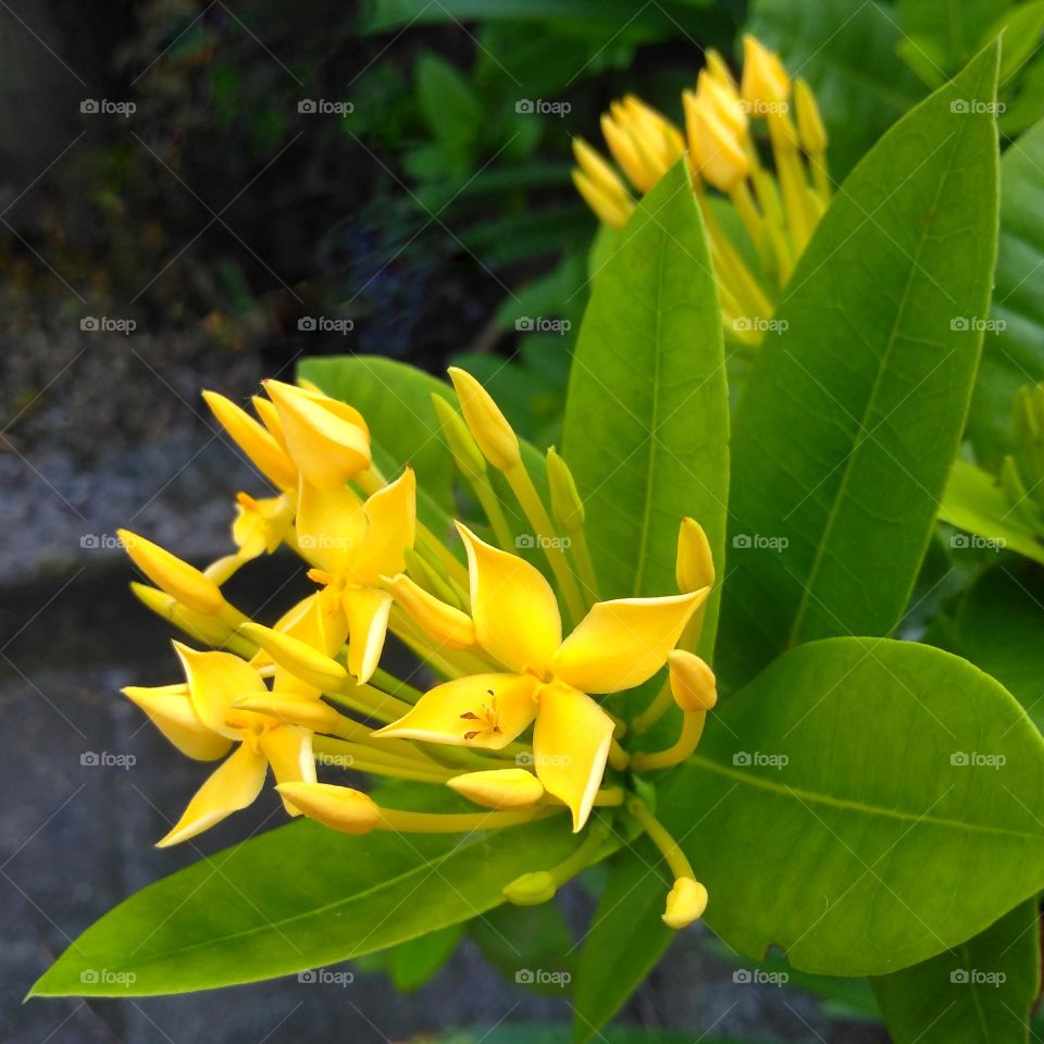 yellow flowers on the garden