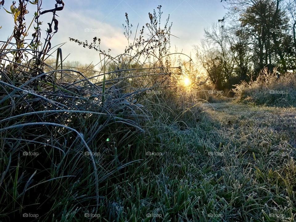 Frosty Morning