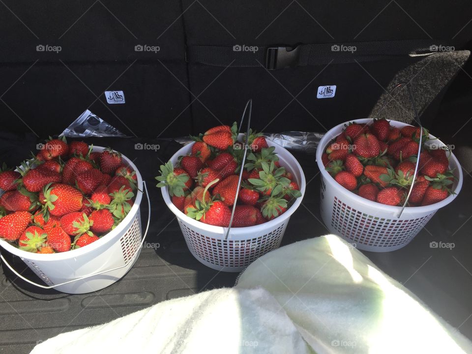 Strawberries fresh picked