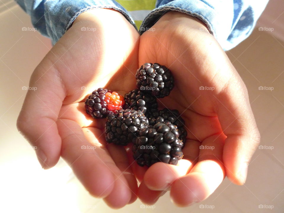 closeup child's hands holding blackberries indoors