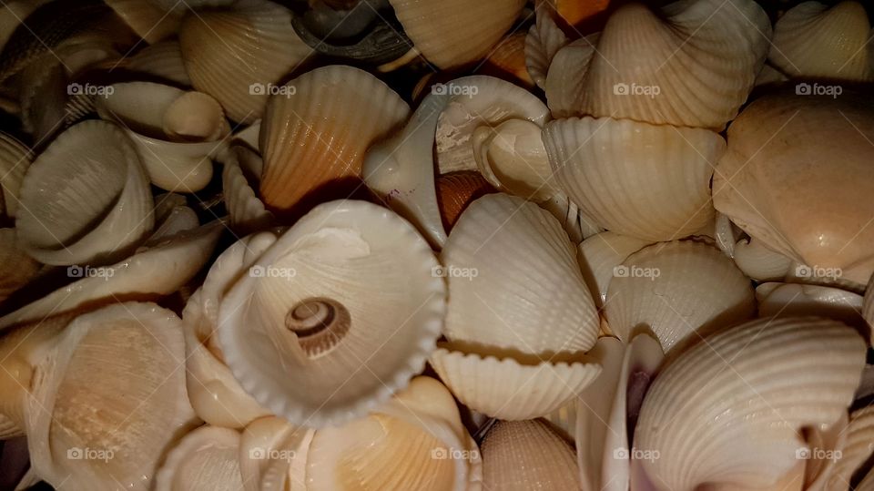 Shell close-up