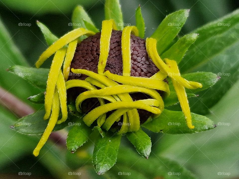 Flower in the garden