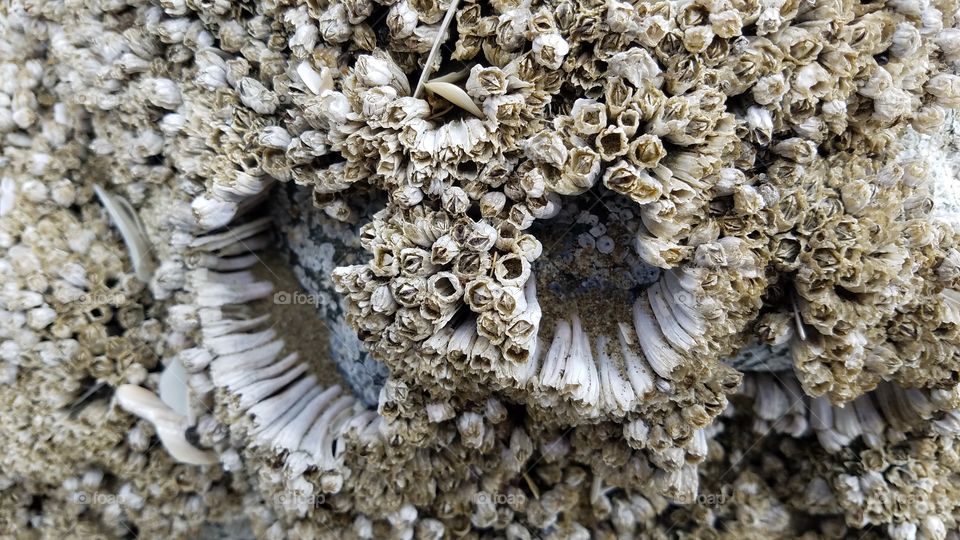 Barnacles