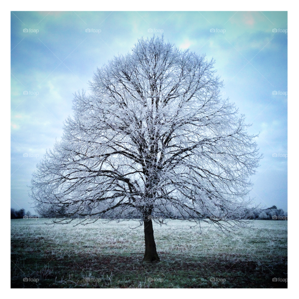 winter tree ice cold by Andy.F