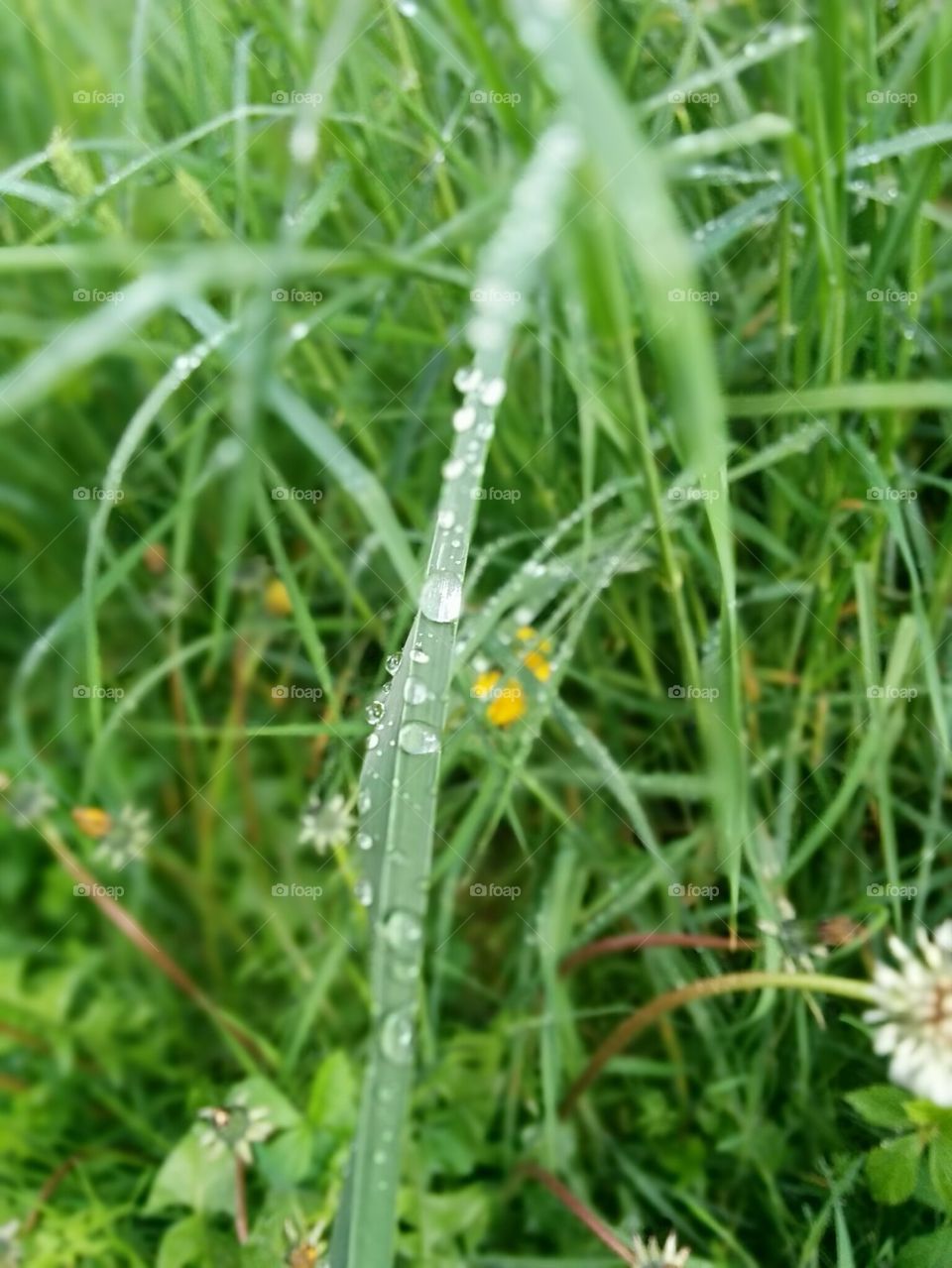 Rain in grass